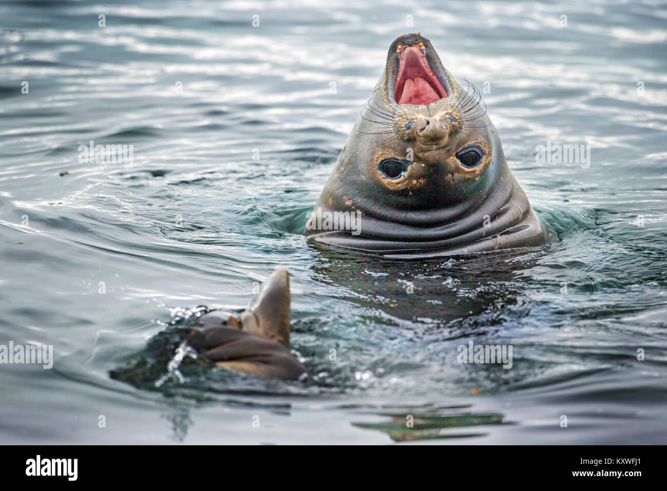 Südlicher See-Elefant (Mirounga leonina leonina) Half Moon Bay Antarktis Stockfoto