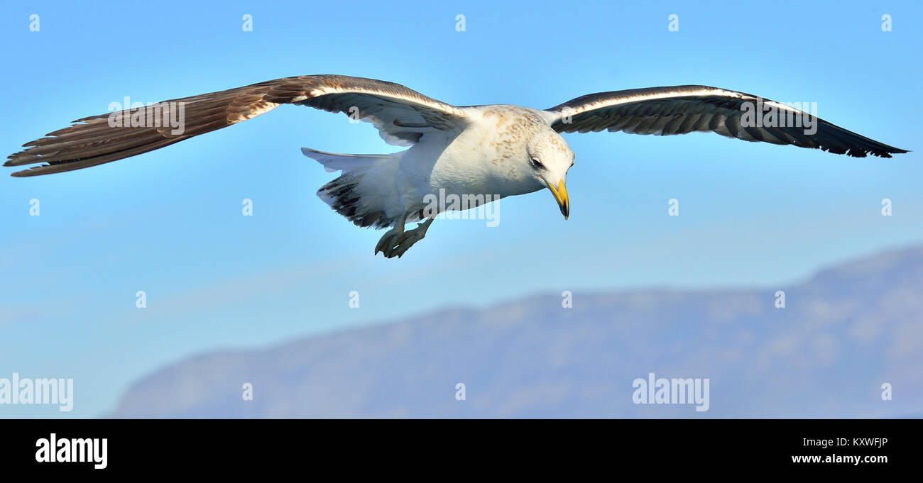 Möwe im Flug. Flying Kelp Möwe (Larus dominicanus), Stockfoto