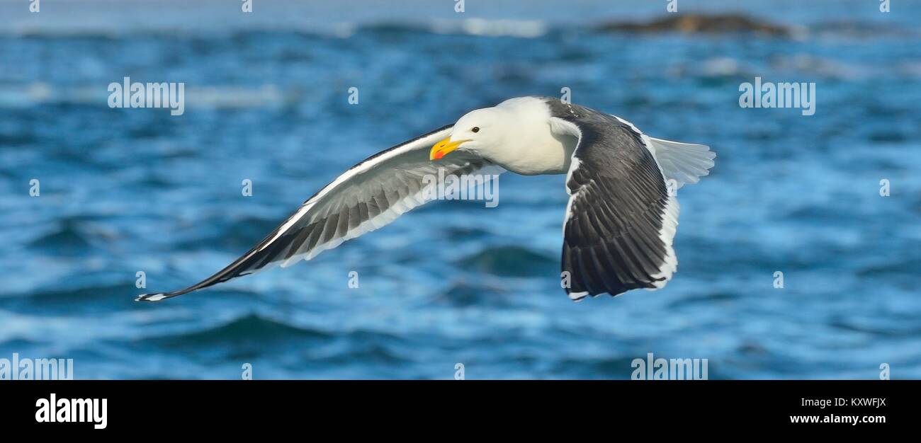 Flying Kelp Möwe (Larus dominicanus), auch bekannt als der Dominikaner Möwe und Schwarz unterlegt Kelp Gull. Die False Bay, Südafrika Stockfoto