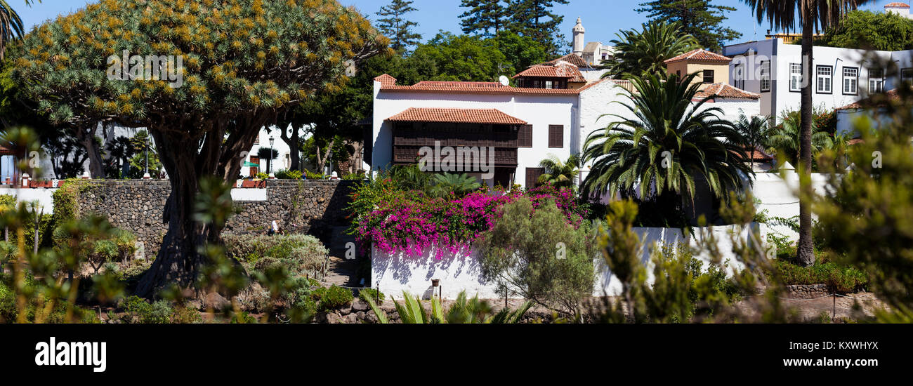 Ein Drachenbaum steht in einem Hain als Teil eines typischen Stadtzentrum Anordnung der Häuser auf Teneriffa Stockfoto