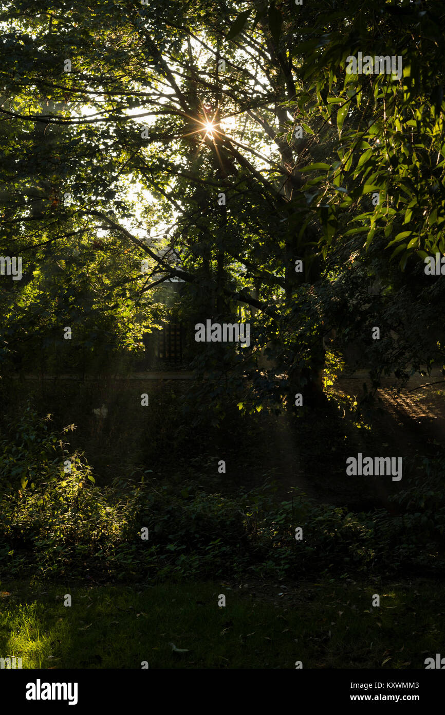 Sonne durch die Bäume Stockfoto
