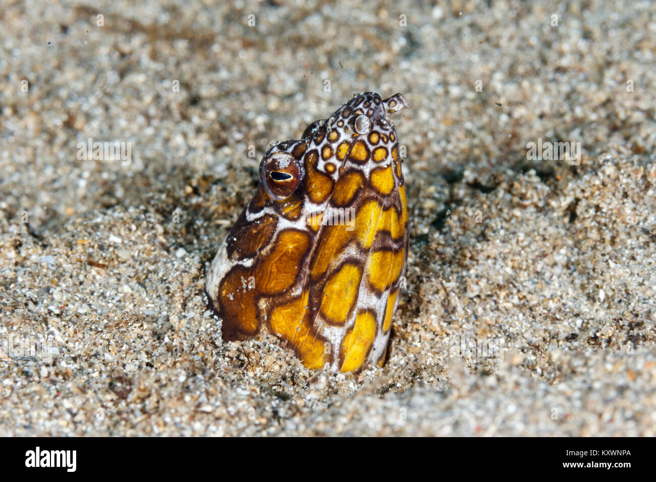 Napoleon snake eel (Ophichthus bonaparti) Bunaken National Marine Park, Nord Sulawesi, Indonesien Stockfoto