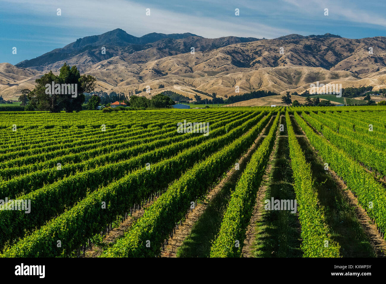 Die Weinberge von Marlborough, Neuseeland Stockfoto