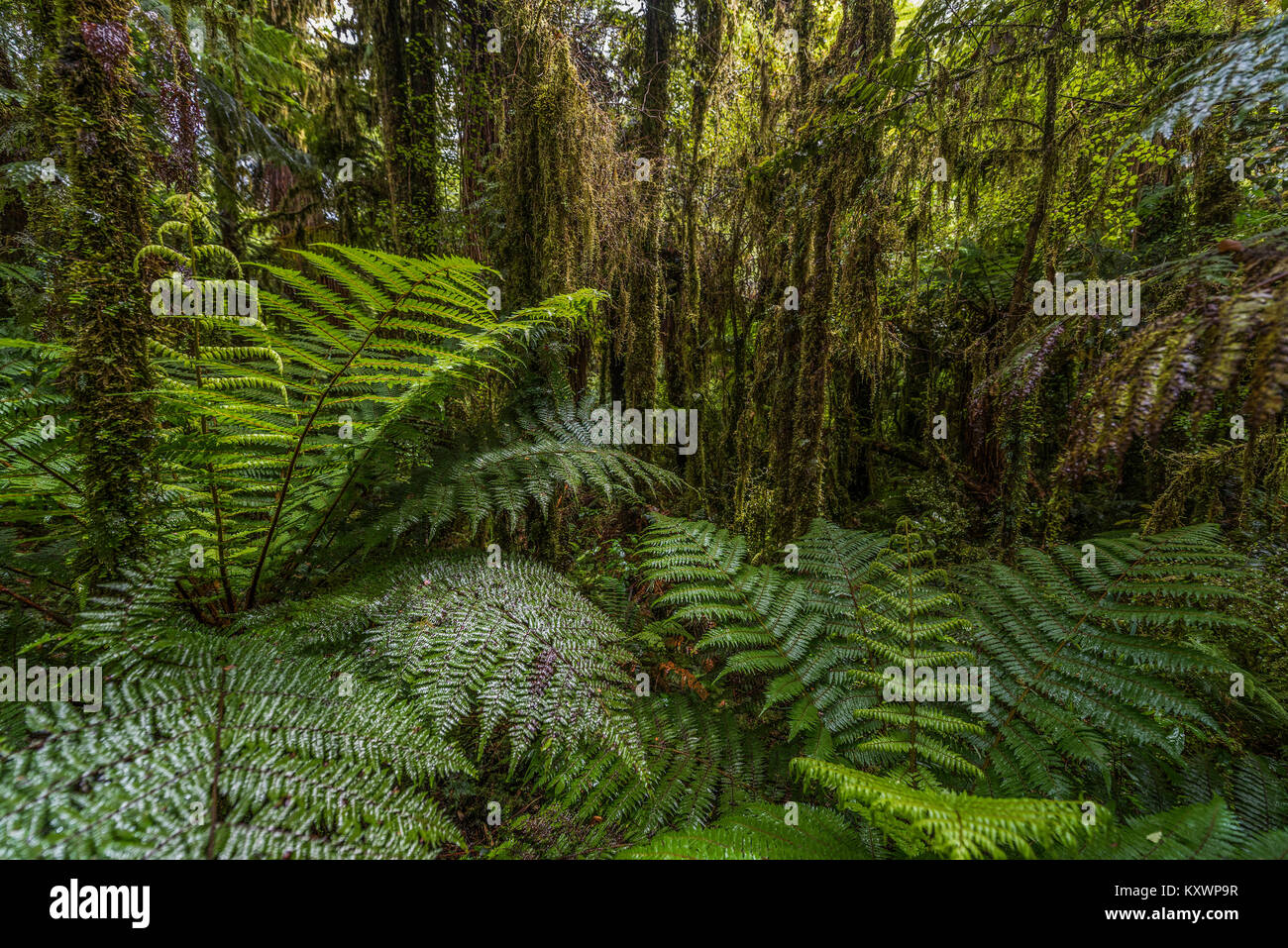 Landschaft und Vegetation von Haast River Valley, Neuseeland Stockfoto