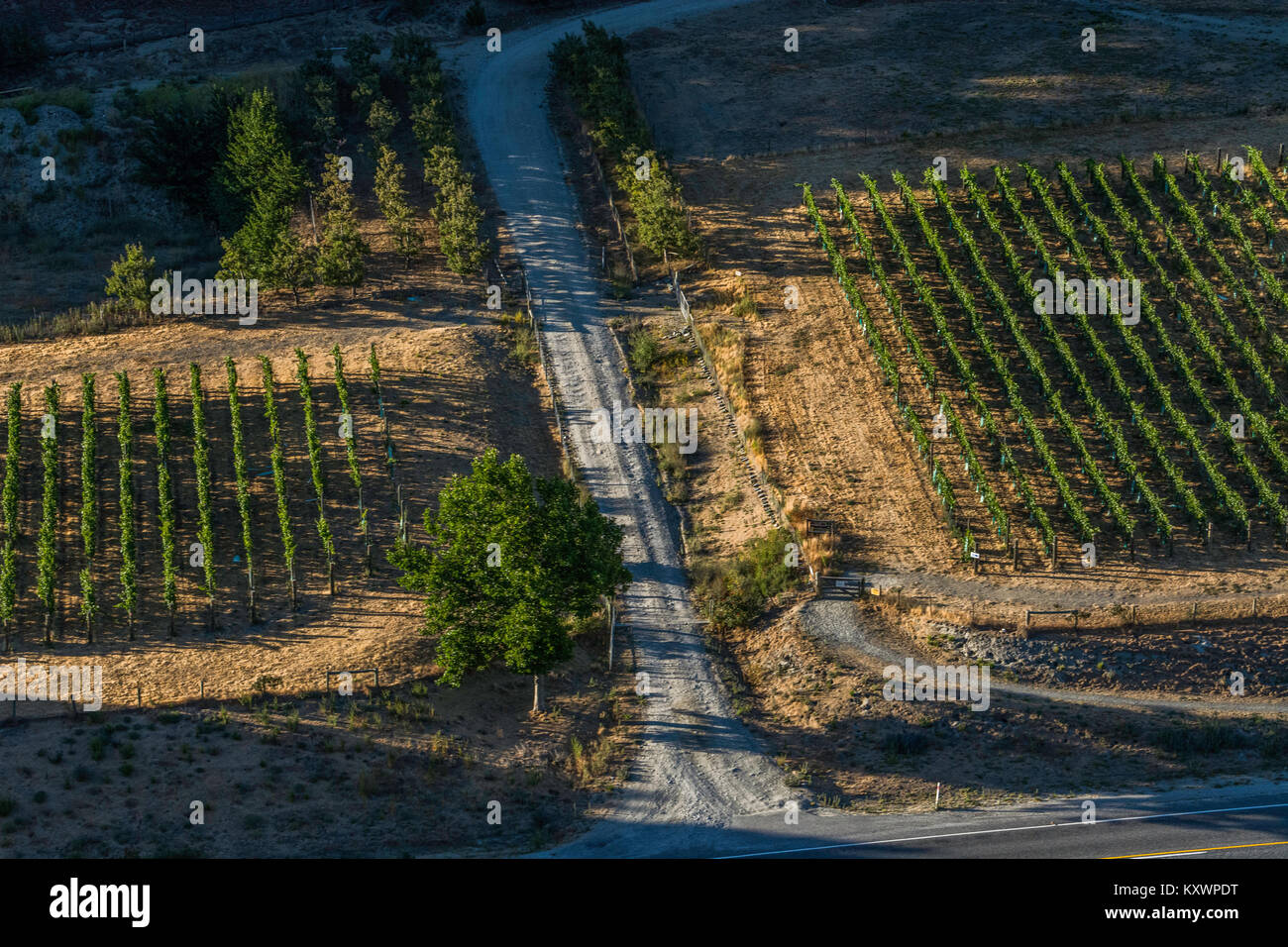 Weinberge in der Kawarau River Valley, Neuseeland Stockfoto