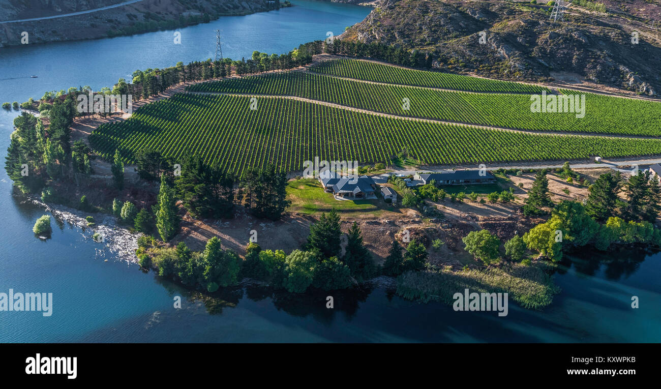 Weinberge auf Cornish Point, Cromwell, Otago, Neuseeland Stockfoto