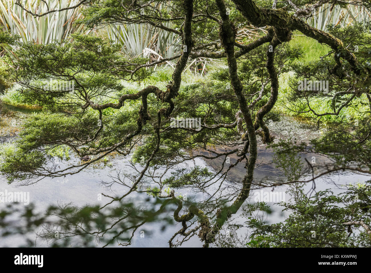 Mirror Lake in der Nähe von Te Anau, Neuseeland Stockfoto