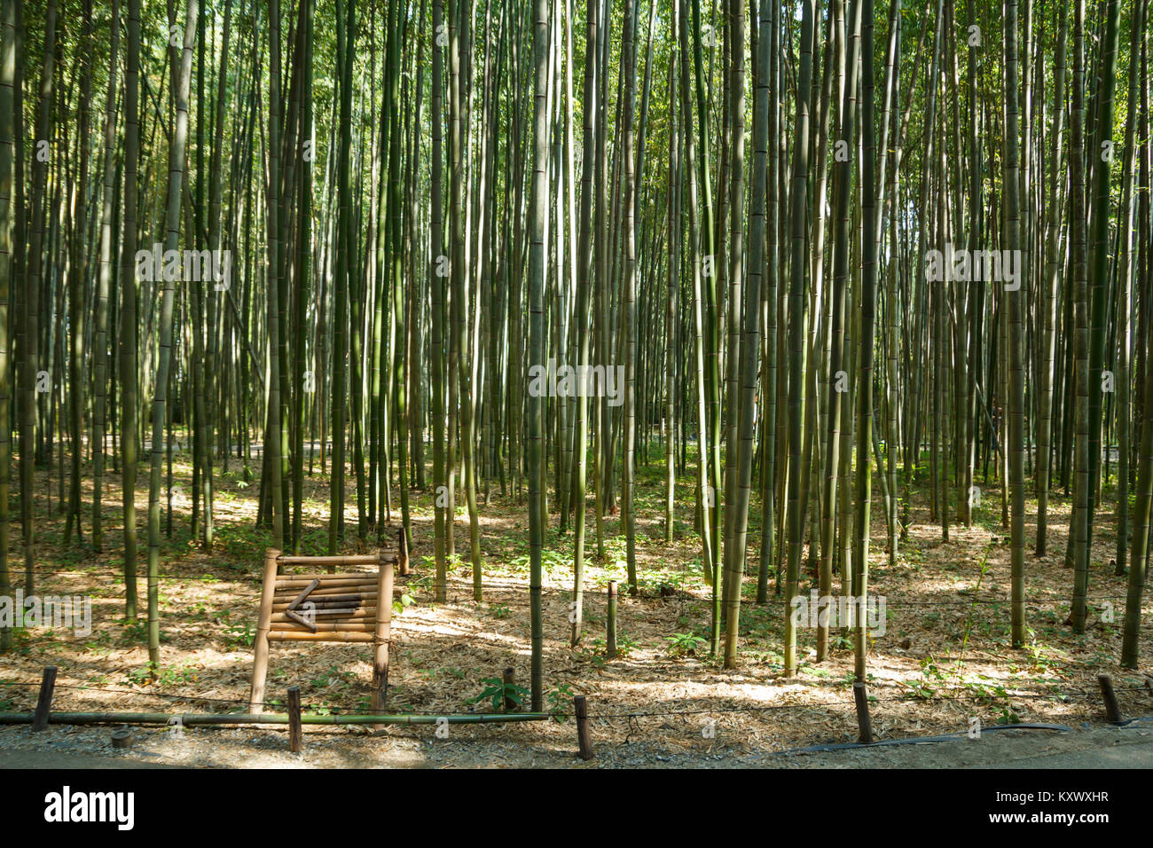 Japan pfeil bambus -Fotos und -Bildmaterial in hoher Auflsung  Alamy
