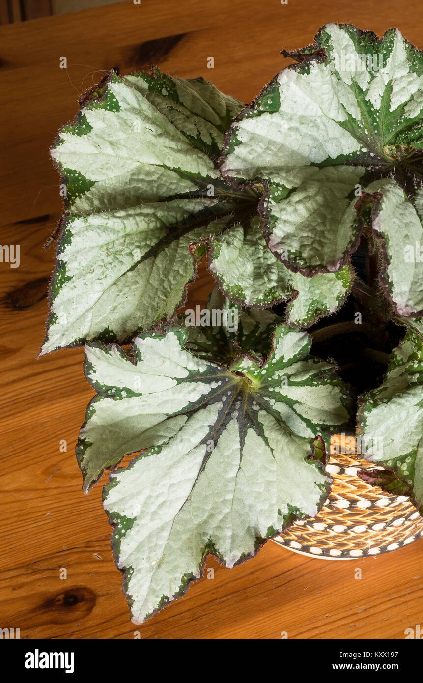 Einzigartige und dekoratives Laub charakterisiert diese Begonia rex Green Gold, RHS AGM-Werk in England Großbritannien Stockfoto