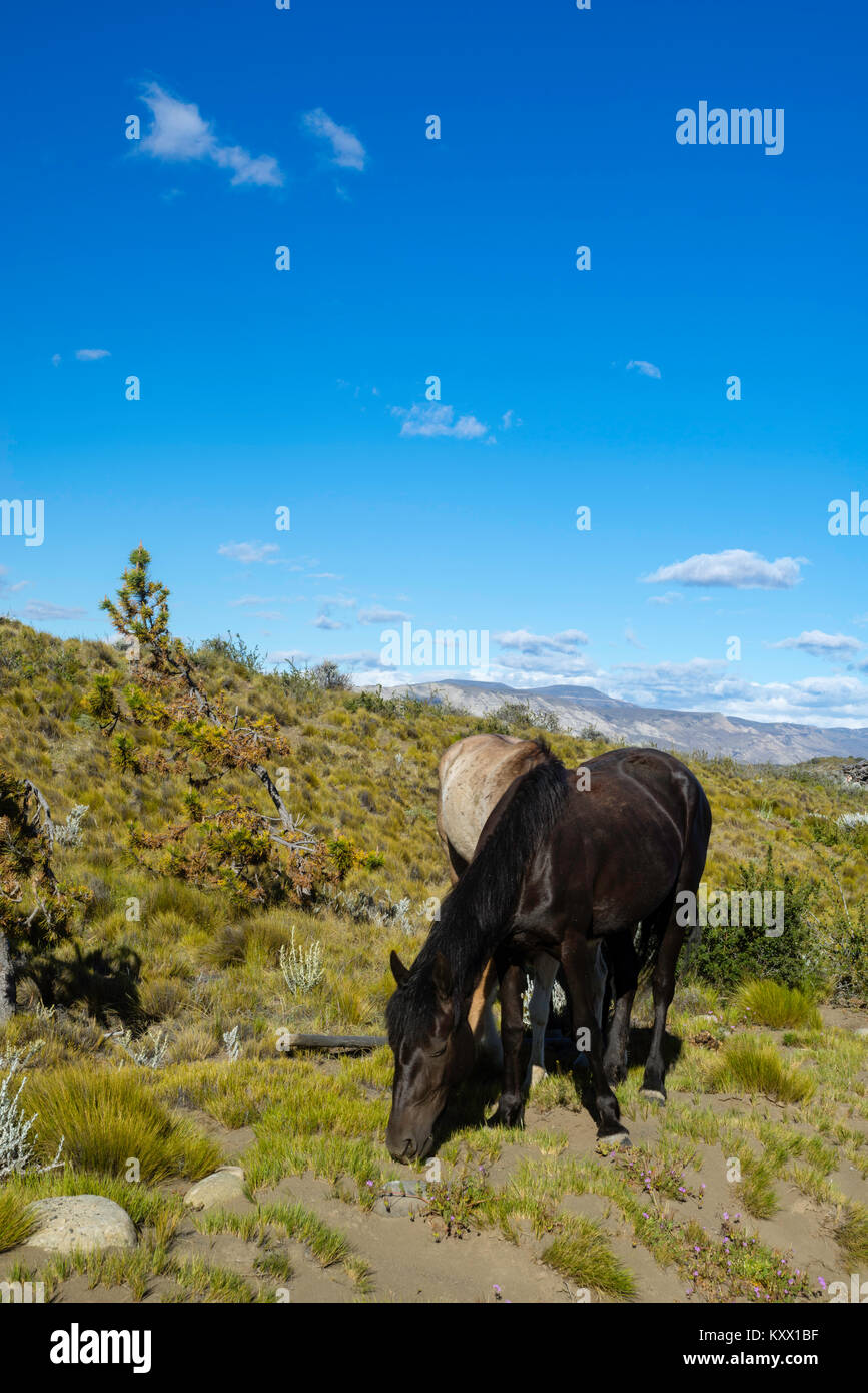 Pferde grasen in der Estancia La Estela, Santa Cruz, Argentinien. Stockfoto