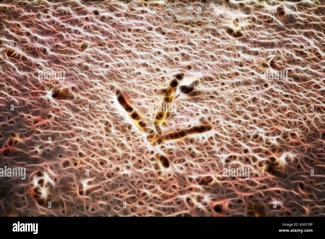 Zusammenfassung Hintergrund Computer generiert. Die Dinosaur Footprint Stockfoto