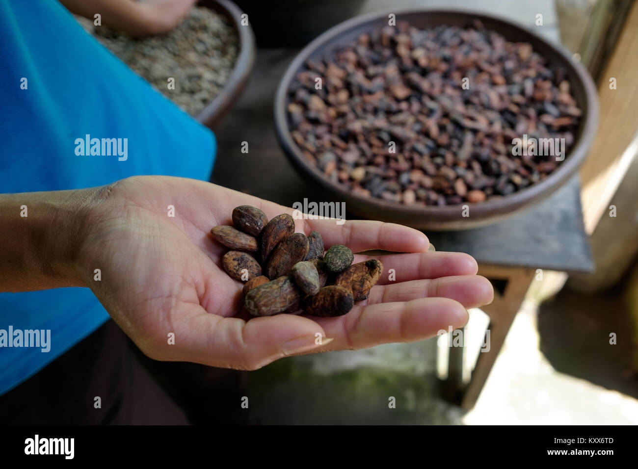 Frau mit Kakaobohnen in Händen Stockfoto