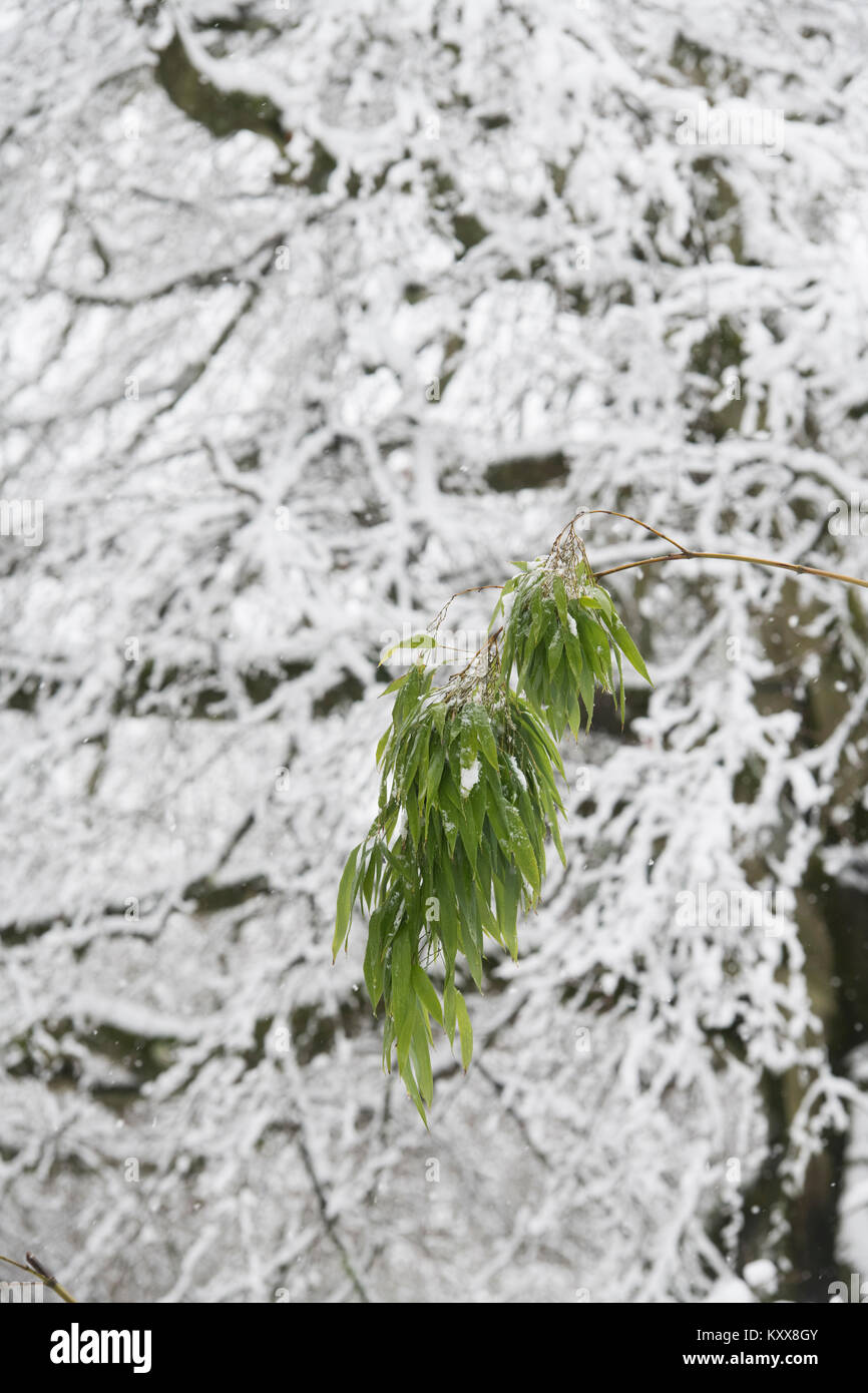 Bambusblätter vor der Bäume in den Schnee im Winter. Batsford Arboretum, Cotswolds, Moreton-in-Marsh, Gloucestershire, England Stockfoto