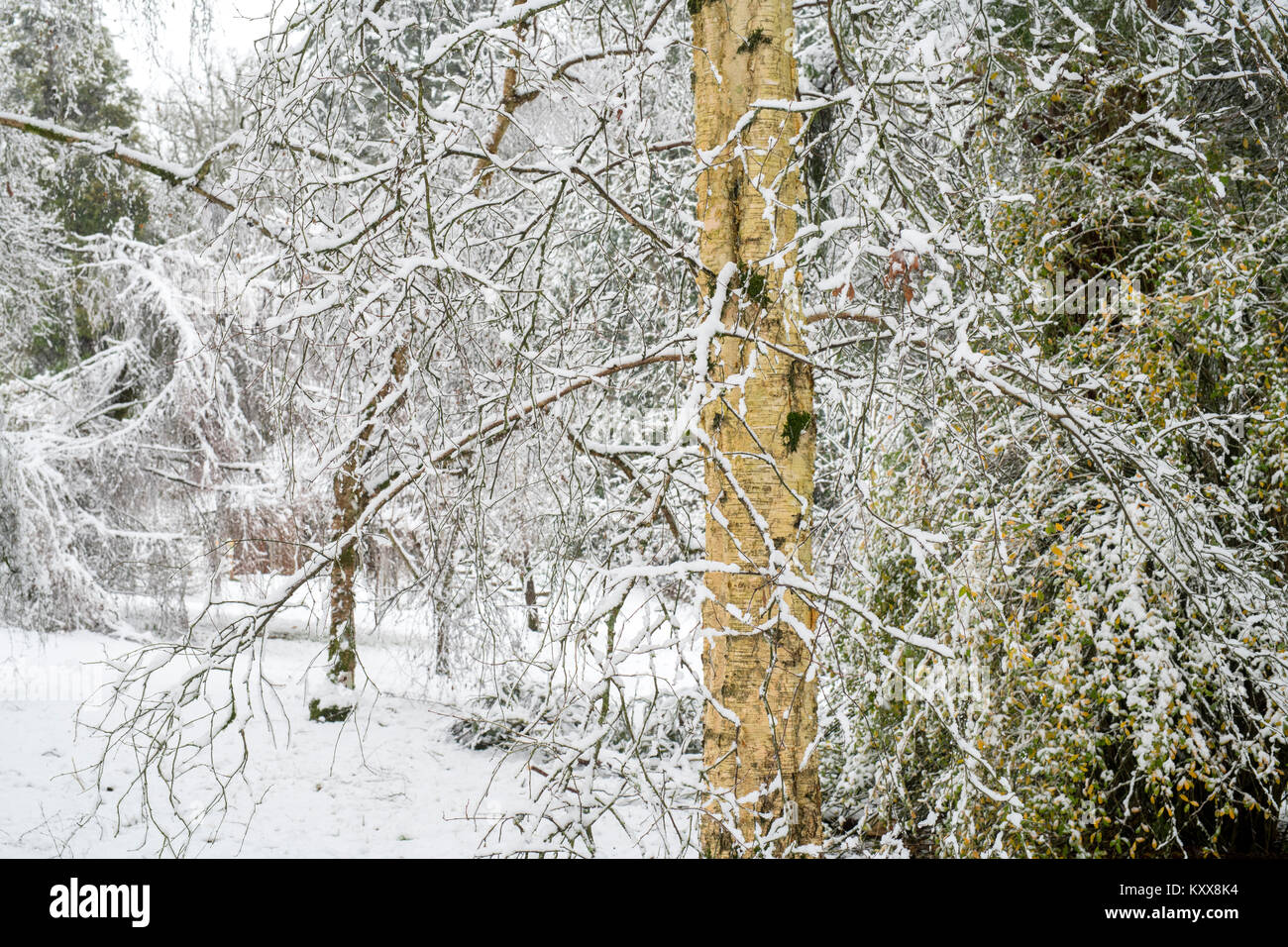 Betula Grossa. Japanische Kirsche Birke in den Schnee im Winter. Batsford Arboretum, Cotswolds, Moreton-in-Marsh, Gloucestershire, England Stockfoto