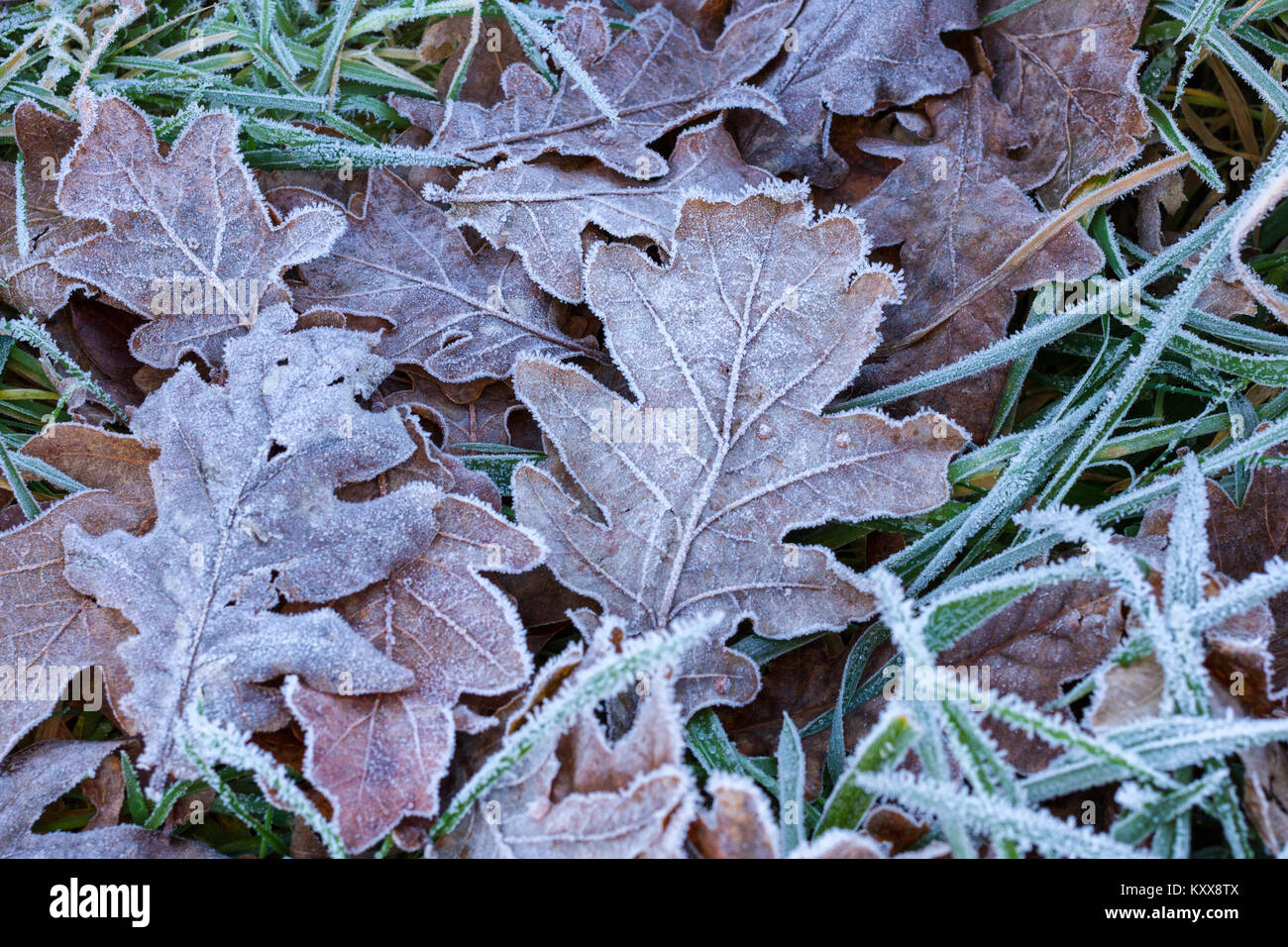 Frost bedeckt Blätter Stockfoto