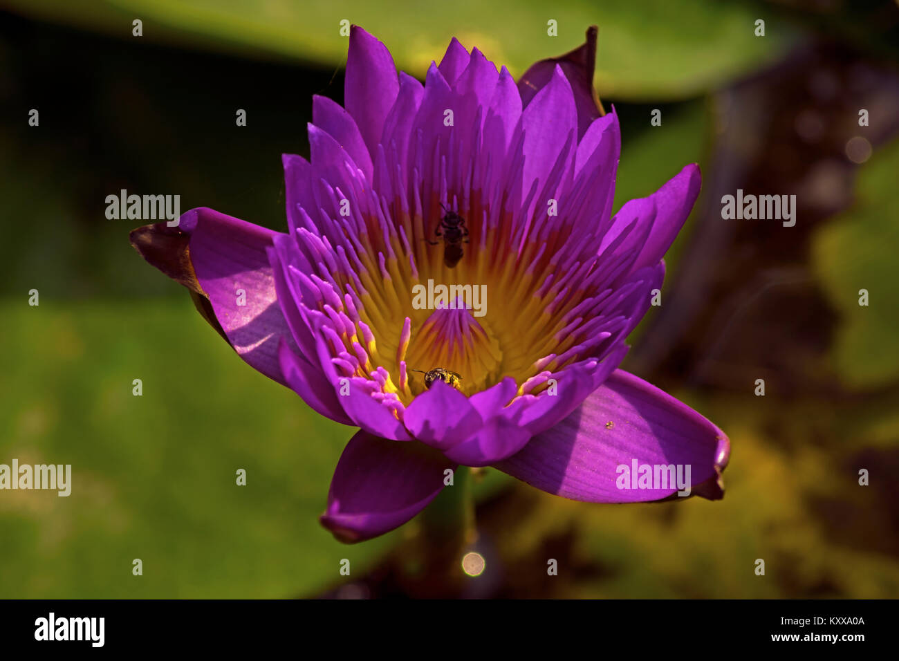 Bienen auf der Blume Stockfoto