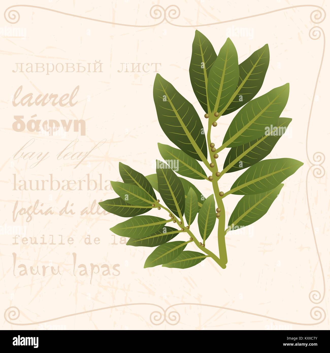 Zweig Lorbeer im Vintage Style Stock Vektor