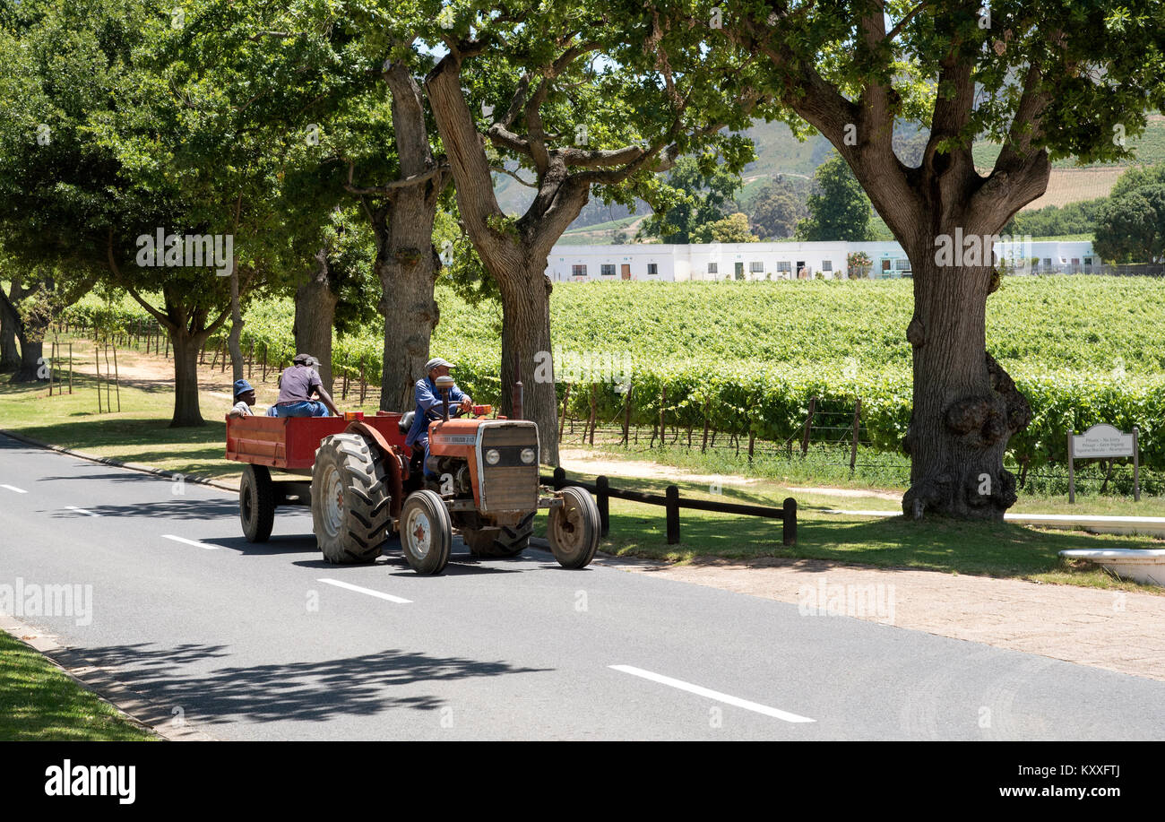 Constantia Region Western Cape Südafrika. Dezember 2017. Weingut Arbeiter Reisen auf einem roten Traktor um einen Weinberg Stockfoto