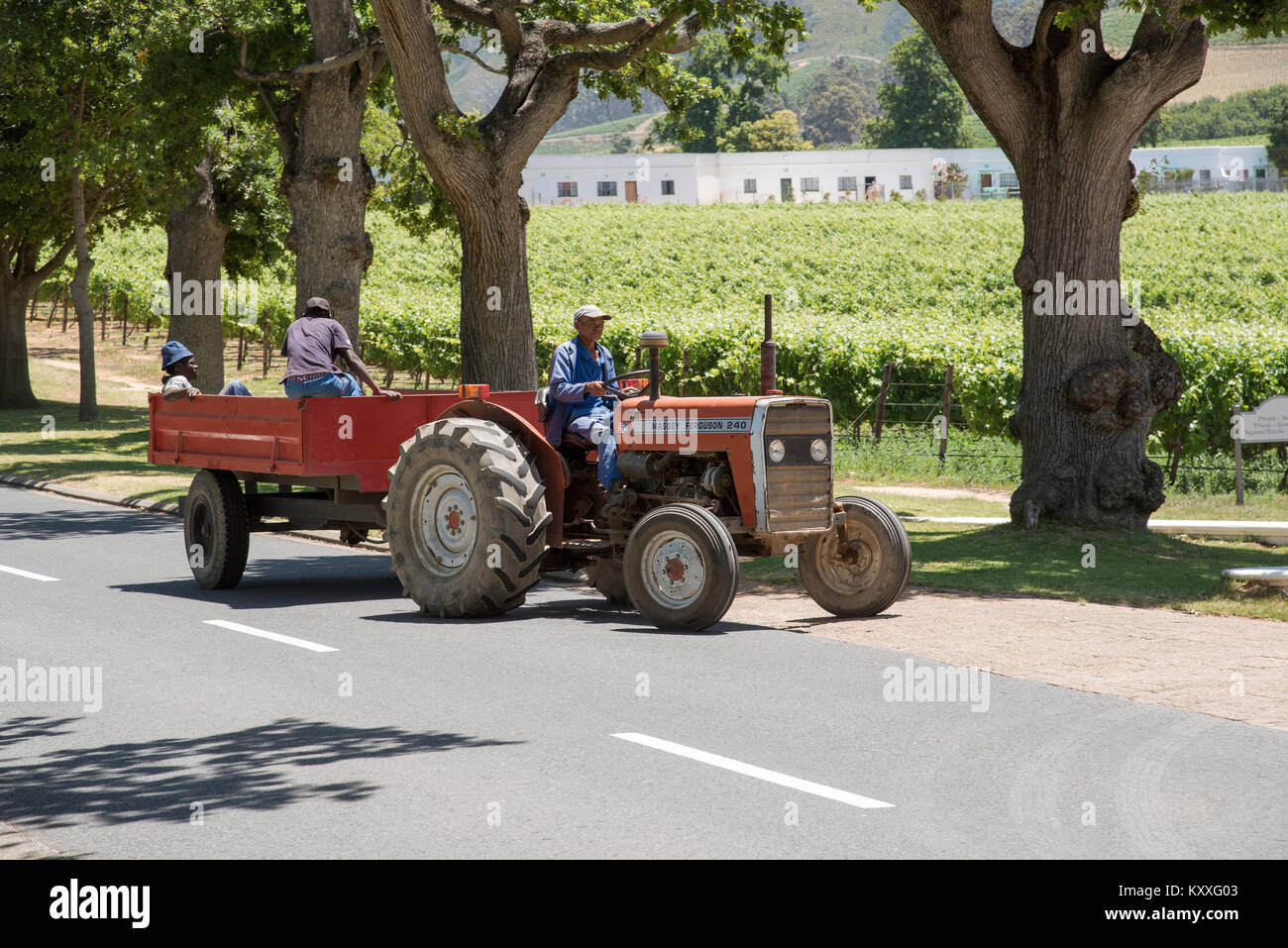 Constantia Region Western Cape Südafrika. Dezember 2017. Weingut Arbeiter Reisen auf einem roten Traktor um einen Weinberg Stockfoto