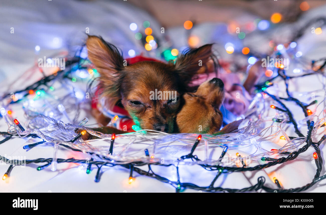 Zwei Toy Terrier ist ein gelbes New Year's Hund. Zwei Hunde liegen lächerlich und einschlafen. Sie werden von Girlanden umgeben und werden in der Kinder s gekleidet Stockfoto