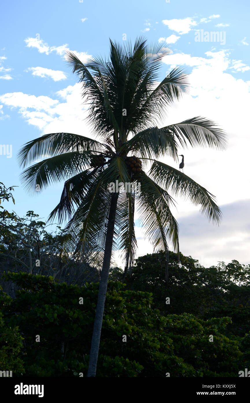 Eine Kokospalme ist der ideale Aussichtspunkt für eine Rohrdommel in Costa Rica, s Westküste Stockfoto