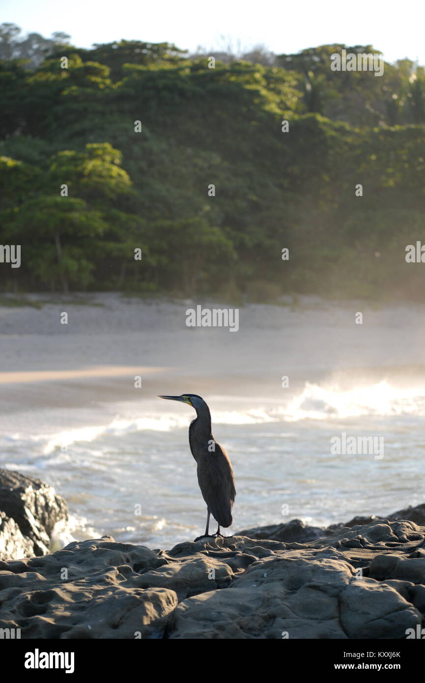 Eine Rohrdommel wartet auf die Flut vom Baum laden Küste Costa Rica zu treten Stockfoto