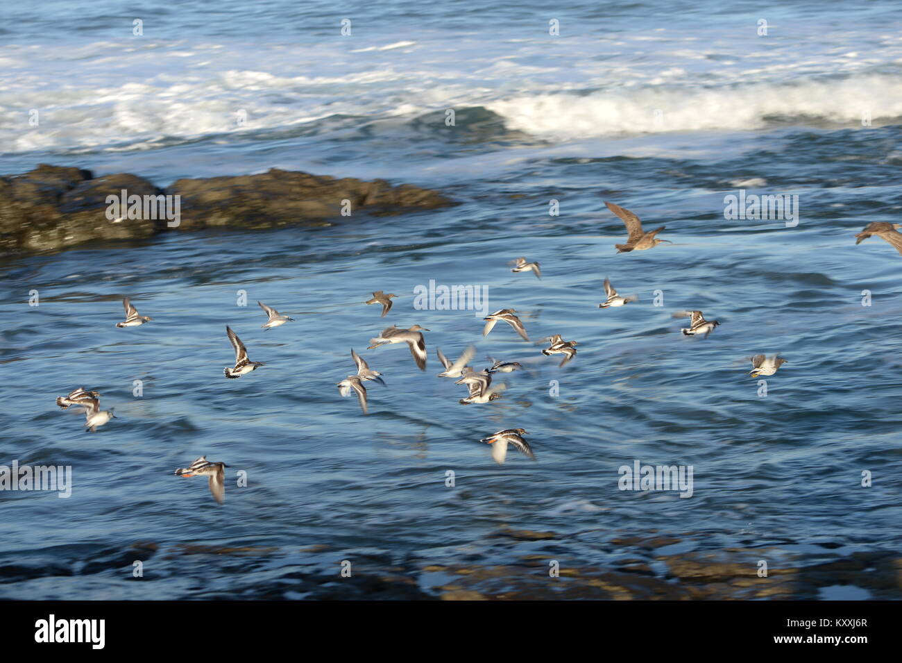 Eine Herde von regenpfeifer und regenbrachvogel auf der Flut Costa Rica. Vögel im Flug. Stockfoto