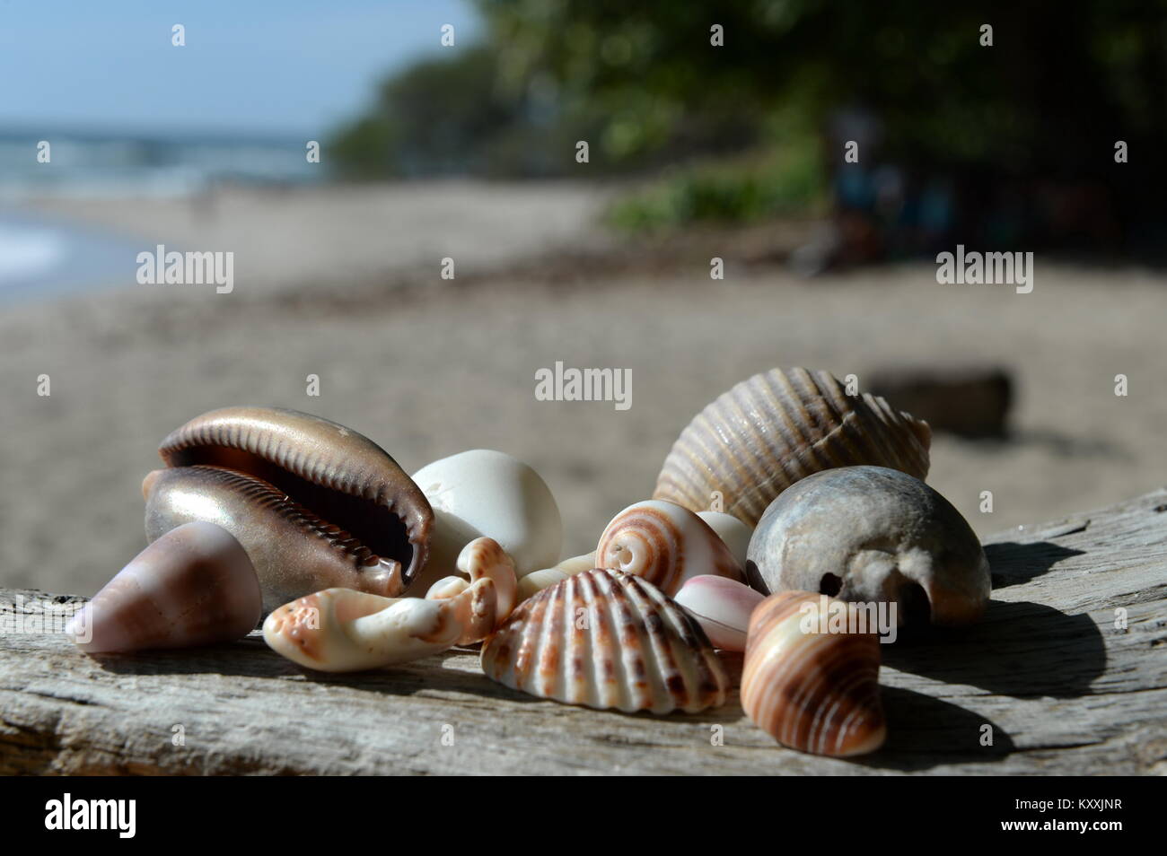 Muscheln von Costa Rica Stockfoto