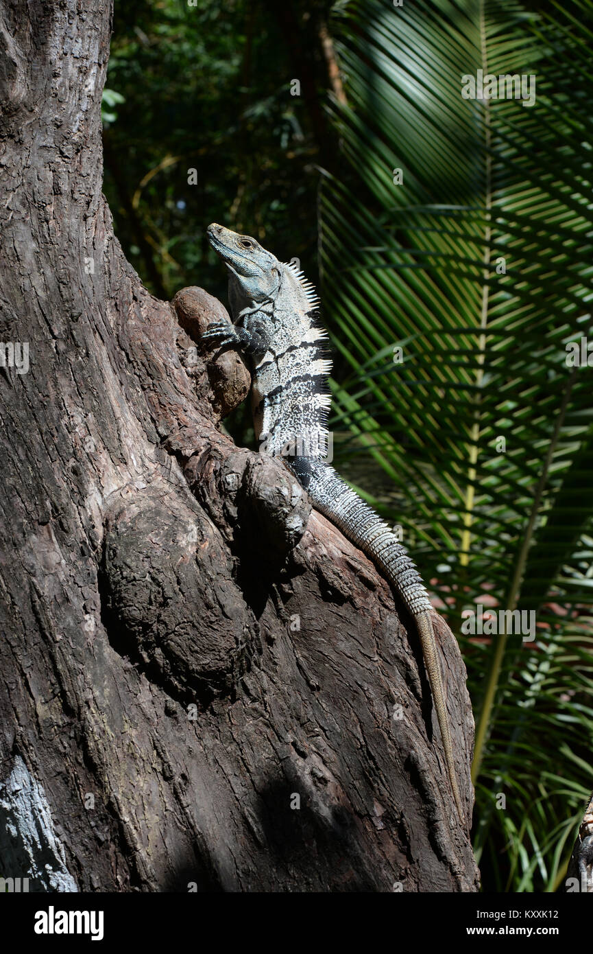 Die Stachelige tailed Iguana von Costa Rica ist der weltweit schnellsten Eidechse Stockfoto