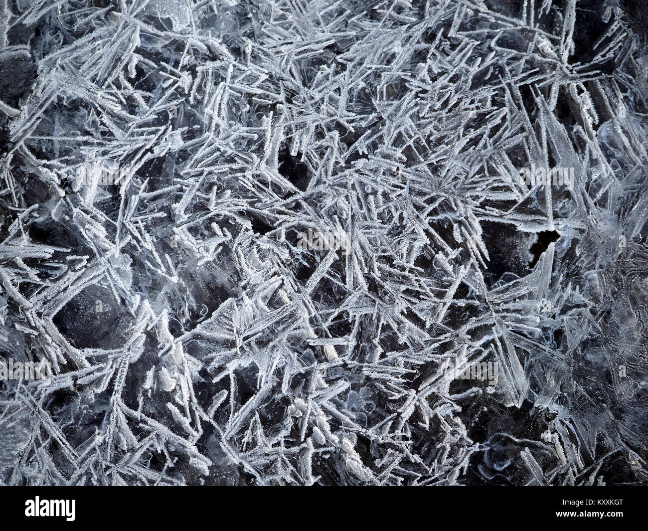 Eisblumen von Eiskristallen in gefrorenen Pfützen in harten Winter Wetter in Cumbria England Großbritannien Stockfoto