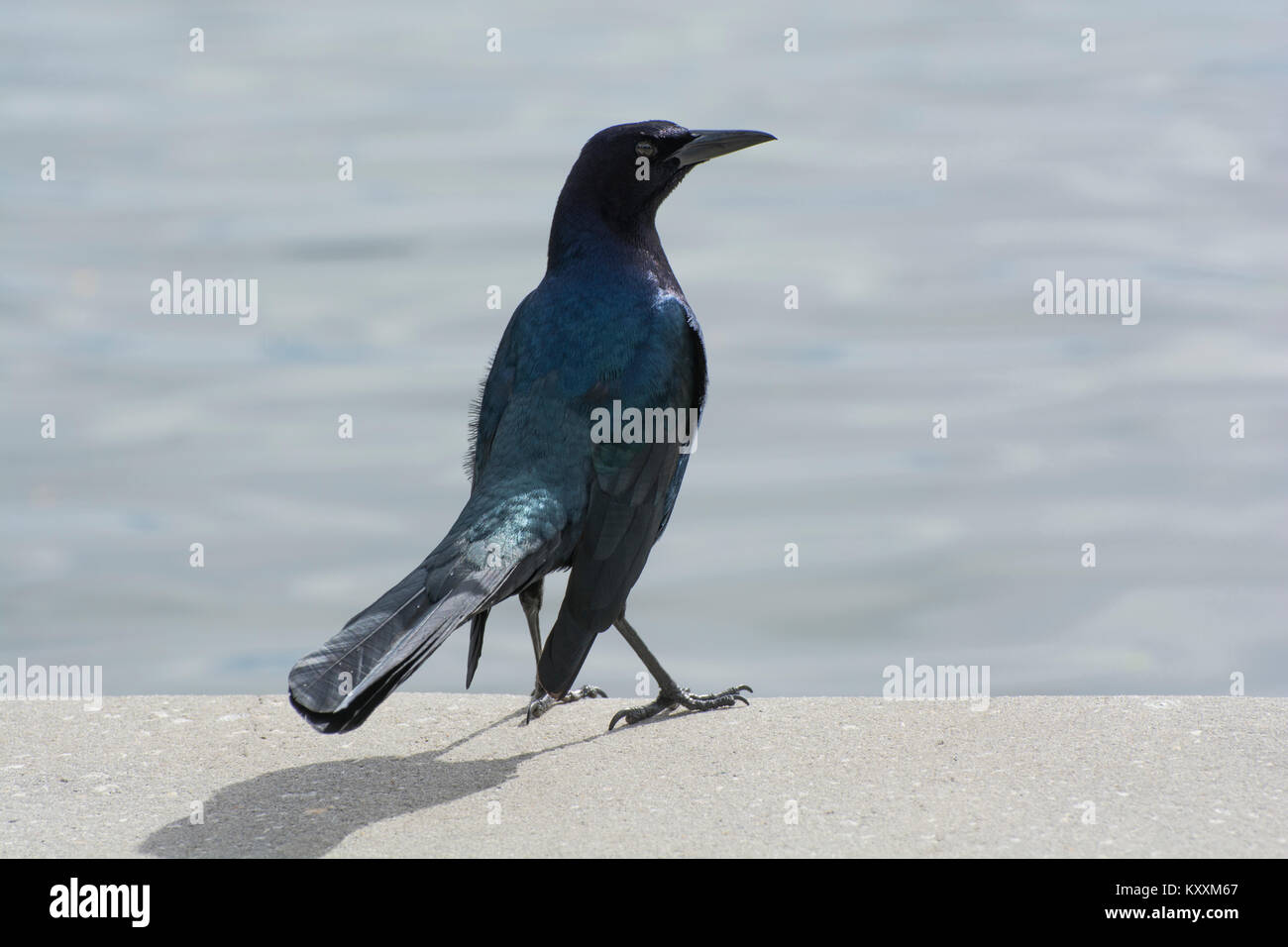 Grackle Boat-Tailed an Feier Florida Stockfoto