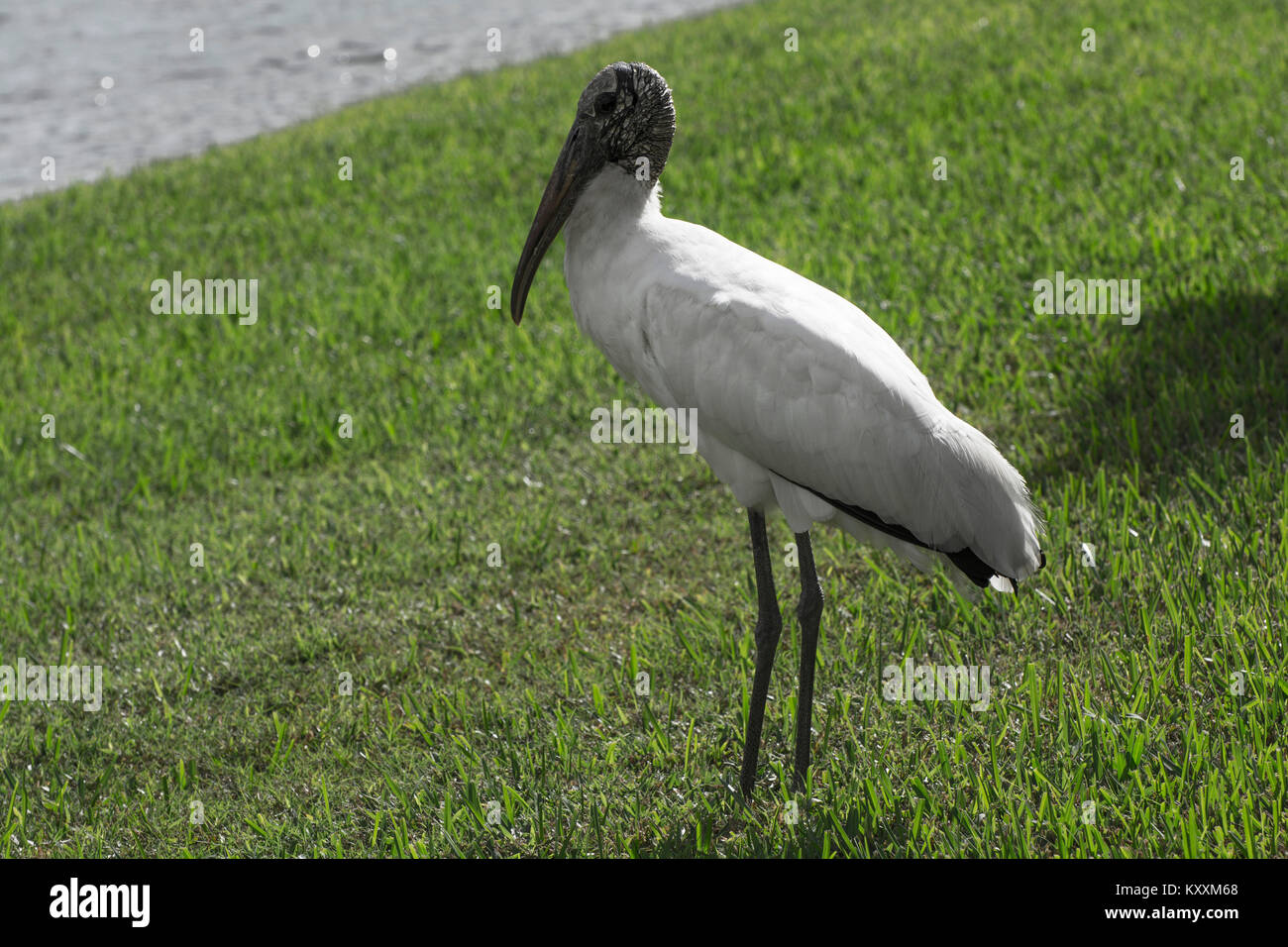 Holz Storch am See Berkely florida usa Stockfoto