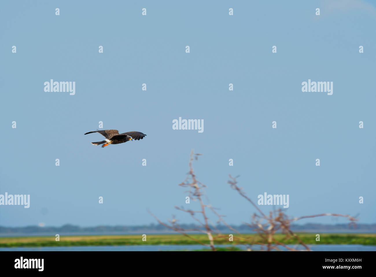 Flying Bird of Prey @ Boggy Creek südlich von Orlando, Florida Stockfoto