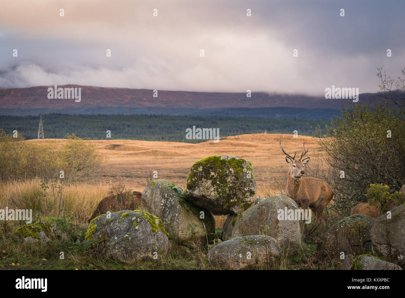 Red deer Stag und Herde an Rannoch Station in Highland Perthshire. Stockfoto