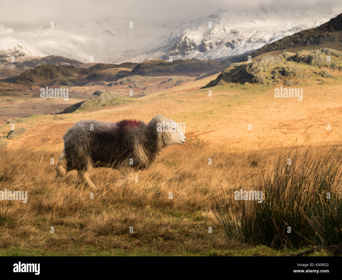 Ein herdwick auf Birker fiel auf den kalten Dezember Tag. Stockfoto
