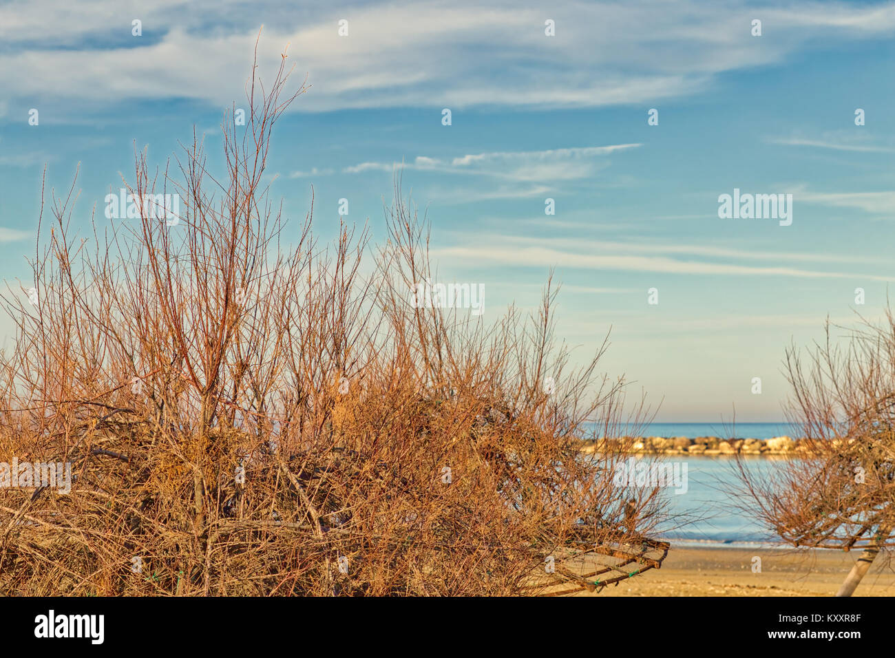 Strand mit Tamarisken Bäume an der Adriaküste der Emilia Romagna in Italien an einem Wintertag Stockfoto