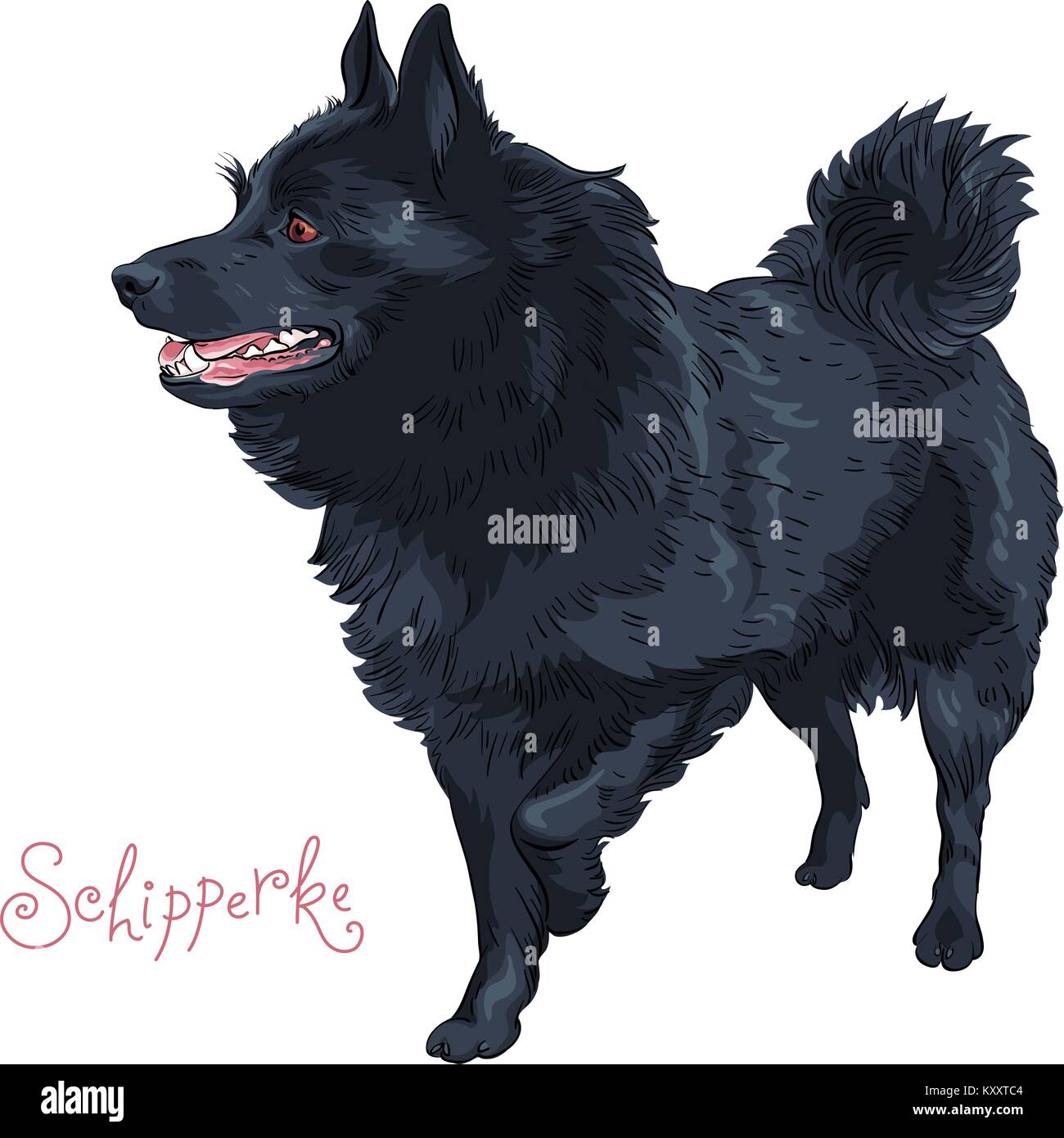 Farbe Skizze schwarzer Hund Rasse Schipperke Stock Vektor