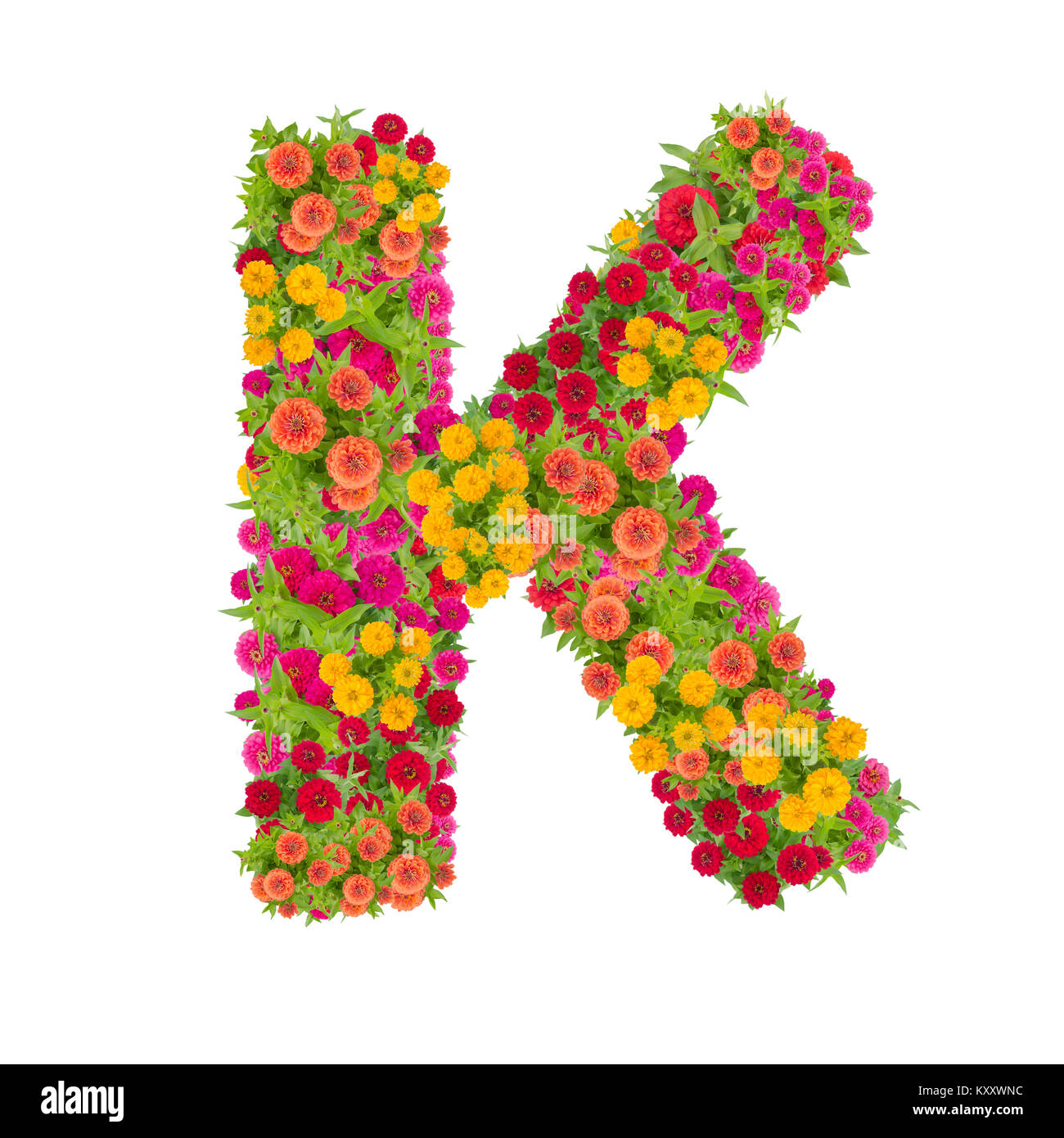 Buchstabe K Alphabet aus zinnia Blume ABC Concept Art als Logo. Typografie Design mit Freistellungspfad Stockfoto