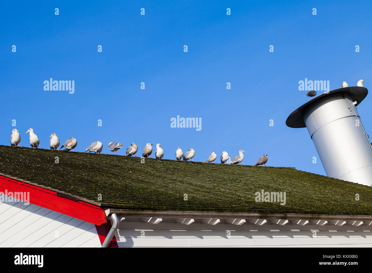 Möwen auf dem Dach eines Lachs Cannery Gebäude in Steveston, British Columbia, Stockfoto