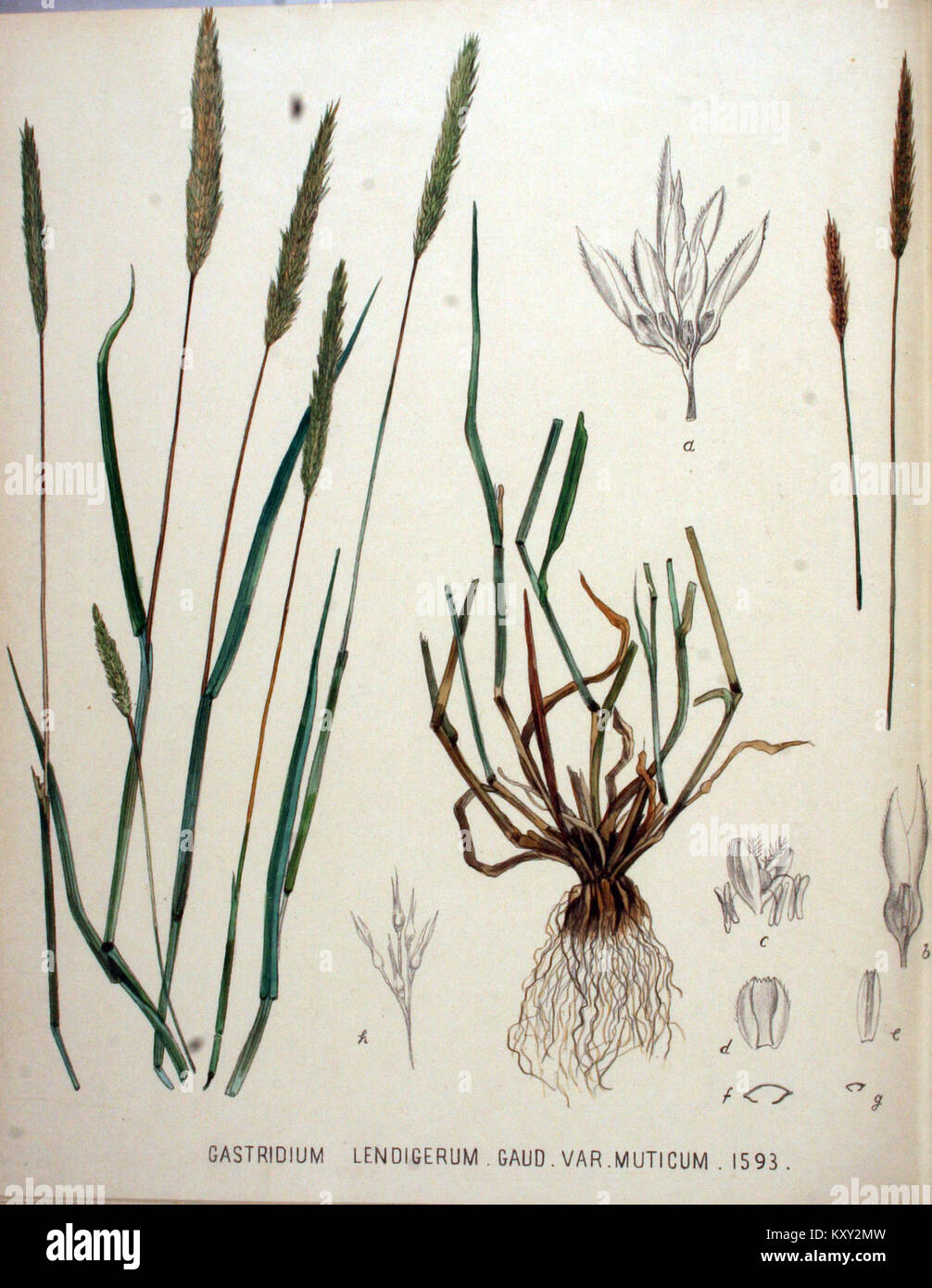 Dies bezieht sich auf eine Illustration aus Flora Batava, die die Pflanzenart *Gastridium lendigerum* zeigt. Es ist Teil einer botanischen Sammlung, die die Flora in den Niederlanden dokumentiert. Stockfoto