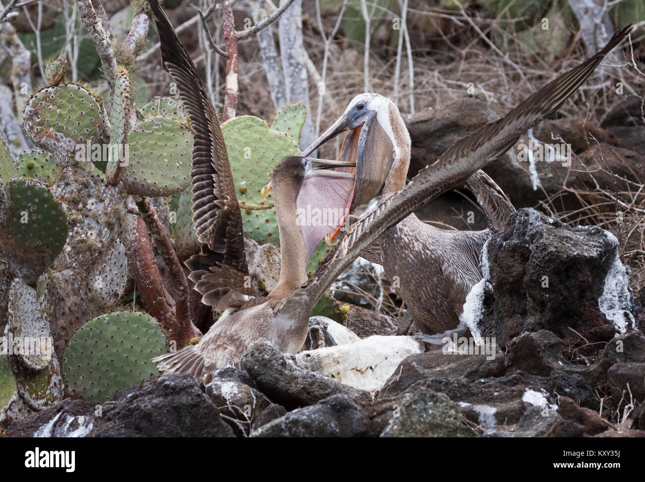 Braunpelikan (Pelecanus occidentalis), nach Fütterung junger auf Nest, Rabida Island, Galapagos Inseln Ecuador Südamerika Stockfoto
