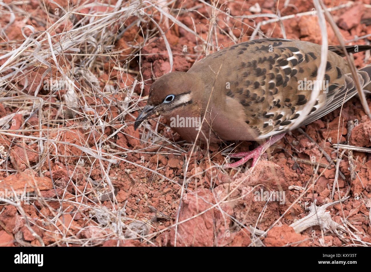 Galapagos Dove, (Zenaida galapagoensis), endemisch auf Galapagos, Rabida Island, Galapagos Inseln Ecuador Südamerika Stockfoto