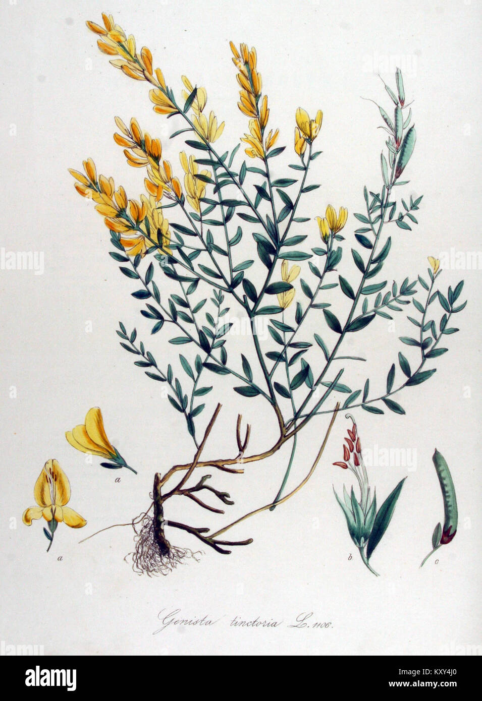 Diese Platte aus „Flora Batava“ zeigt die Pflanze Genista tinctoria, auch bekannt als Färbergras, und zeigt ihre botanischen Details im Rahmen der umfassenden botanischen Studie. Stockfoto