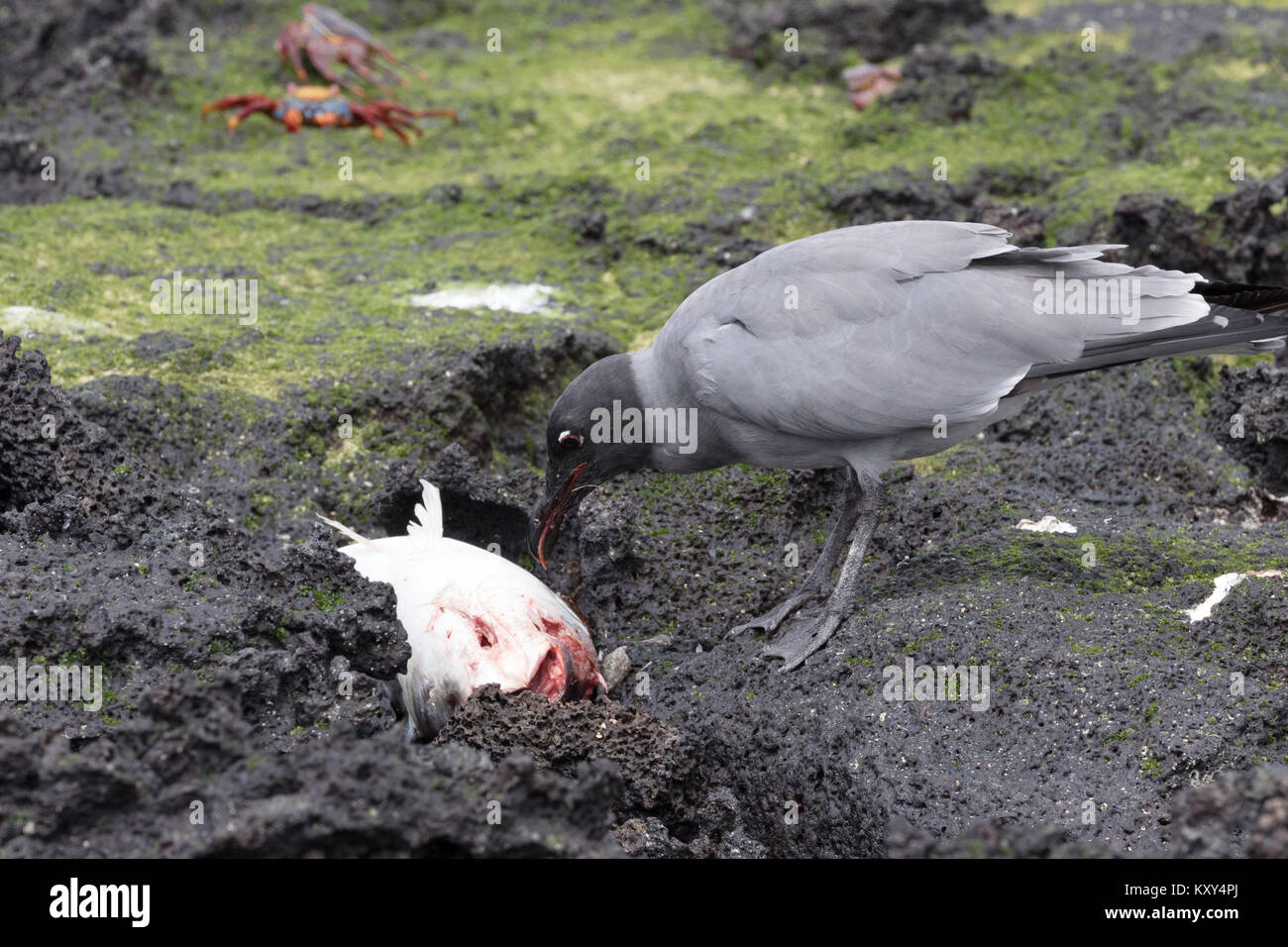 Lava Möwe (Leucophaeus Fuliginosus) Fütterung mit einem toten Fisch, Insel San Cristobal Galapagos Inseln Ecuador Südamerika Stockfoto