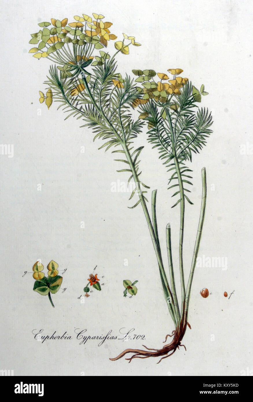 Euphorbia cyparissias, eine blühende Pflanzenart, wird in Band 9 von „Flora Batava“ dargestellt, einem botanischen Werk, das die Flora der Niederlande beschreibt. Diese Art ist bekannt für ihr einzigartiges Aussehen und ihre ökologische Rolle in einheimischen Lebensräumen. Stockfoto
