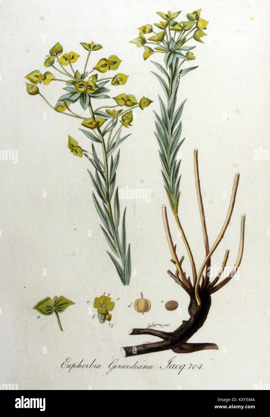 Euphorbia Batava gerardiana - Flora - Band v9 Stockfoto
