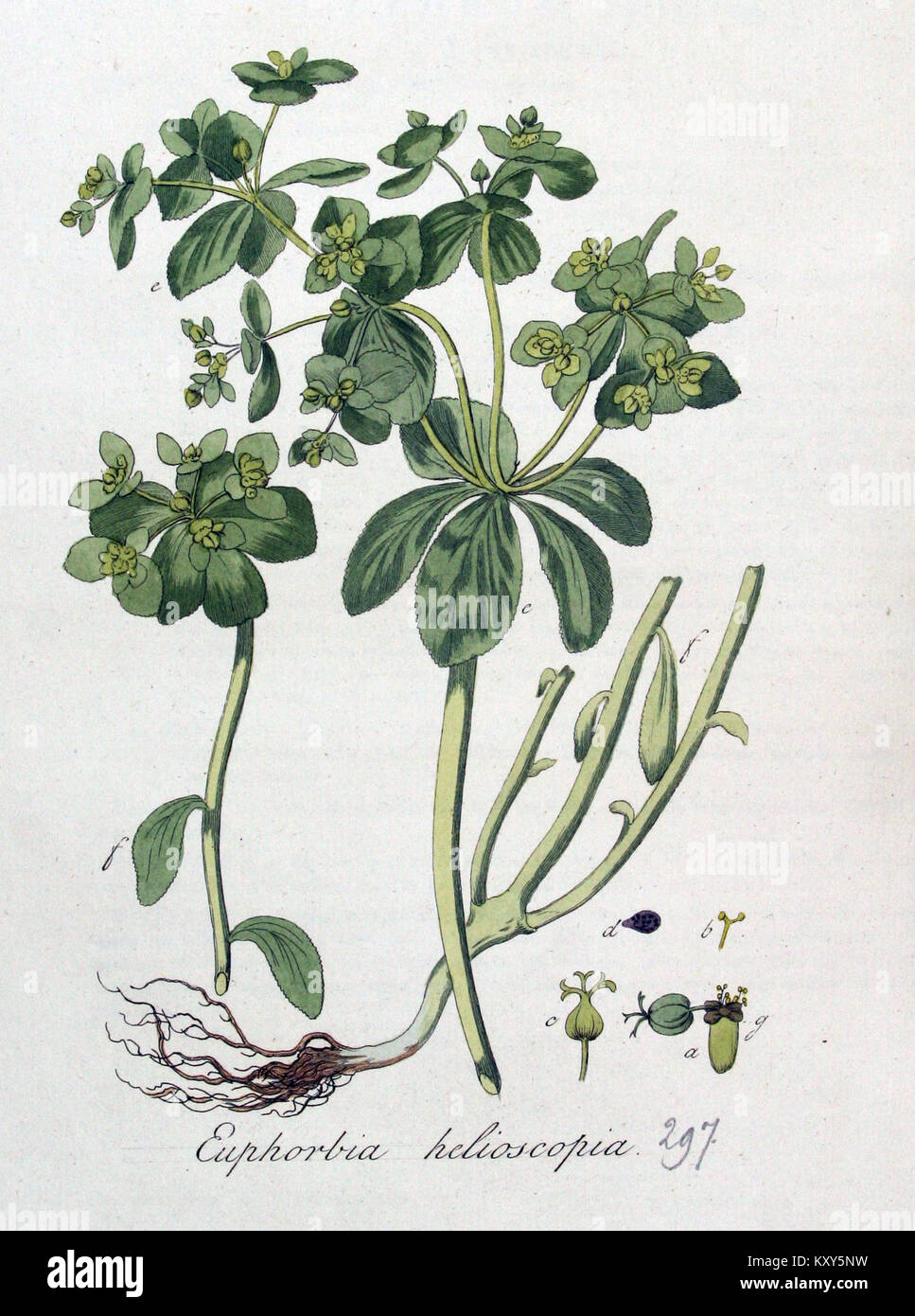 Euphorbia helioscopia - Flora Batava - Band v4 Stockfoto