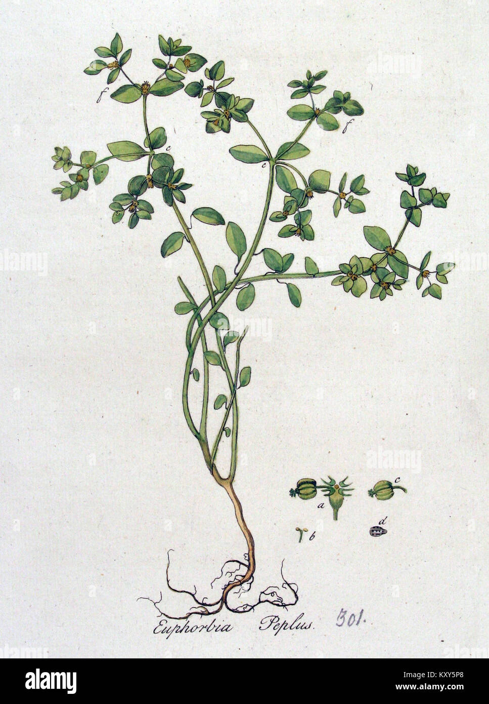 Eine Illustration aus „Flora Batava Volume 4“, die Euphorbia peplus, eine blühende Pflanzenart, zeigt. Die Abbildung zeigt die botanischen Eigenschaften der Pflanze und ist Teil einer umfassenden botanischen Arbeit. Stockfoto