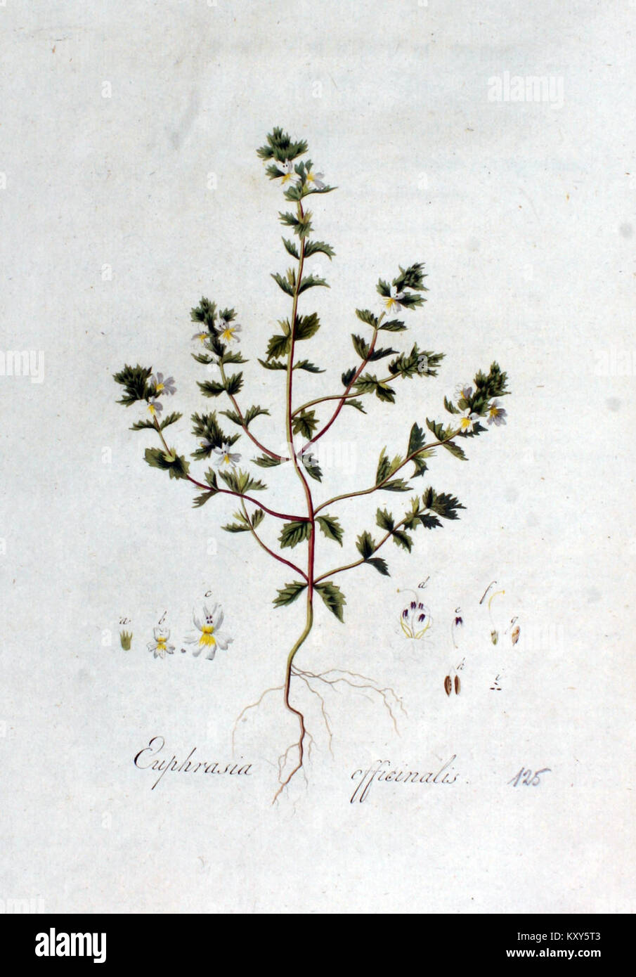 Dieser Eintrag bezieht sich auf Euphrasia officinalis, allgemein bekannt als Augentrost, der in der Flora Batava-Serie gefunden wurde. Die Forschung untersucht die botanischen Eigenschaften der Pflanze und ihre Bedeutung für die niederländische Flora. Stockfoto