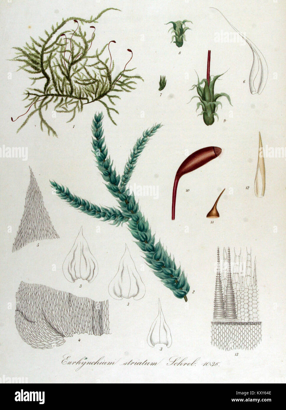 Eurhynchium striatum ist eine Moosart, die in der Flora Batava dokumentiert ist, einem umfassenden botanischen Werk, das die Flora der Niederlande detailliert beschreibt. Dieser Eintrag stammt von Band 1 der Serie. Stockfoto